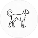 Cão